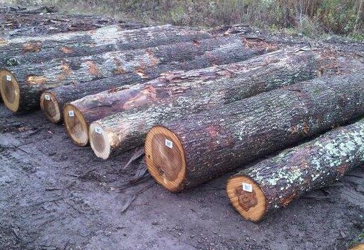 我国每年从东南亚进口大量木材
