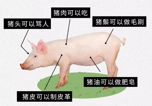 进口猪肉满足国内需求