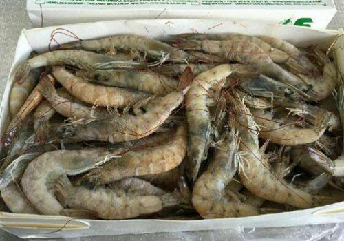 冷冻南美白虾一般贸易进口到中国