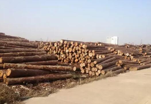 木材监管区大量木材等待装船运输