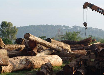 东南亚原木进口装卸现场